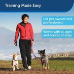 Train Your Dog Easily