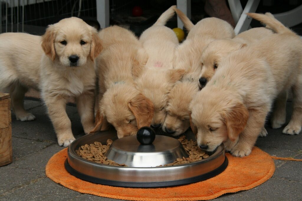 golden retriever puppy, dog puppy while it is eating, cute puppy-2706672.jpg